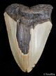 Bargain / Inch Carolina Megalodon Tooth #2725-2